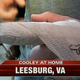 Illustration for article titled Someone Drew A Dong On Chris Cooleys Finger Cast